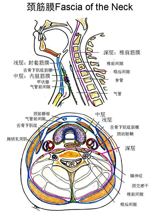 嘉应学院医学院解剖教研室