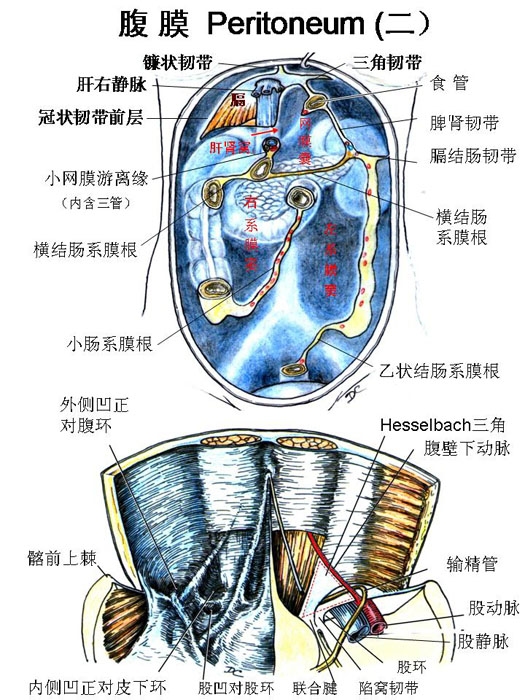 腹膜-腹膜前后壁的结构.jpg