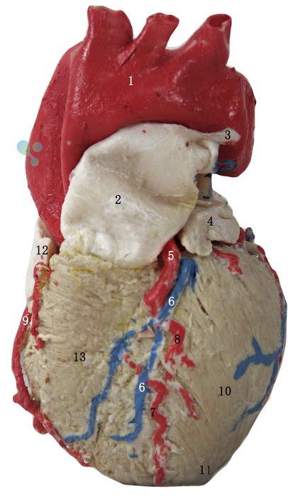 心血管系统—心的外形和血管（前面）.jpg