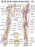 血管-肢体动脉（右）