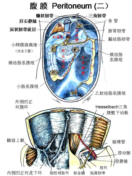 腹膜-腹膜前后壁的结构