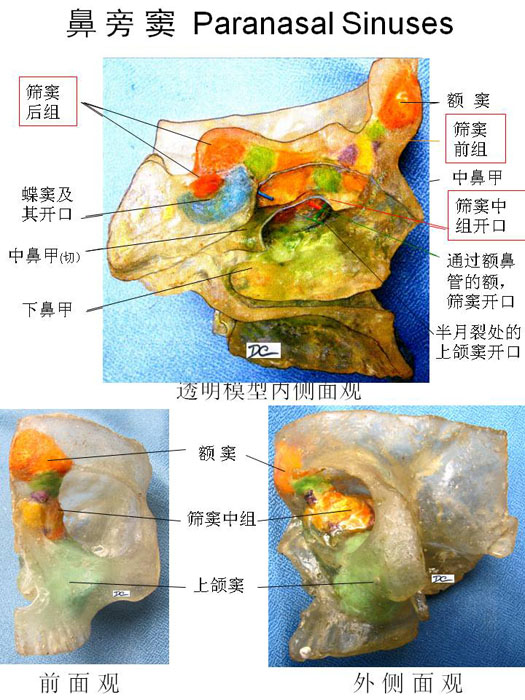 呼吸系-鼻旁窦(一).jpg