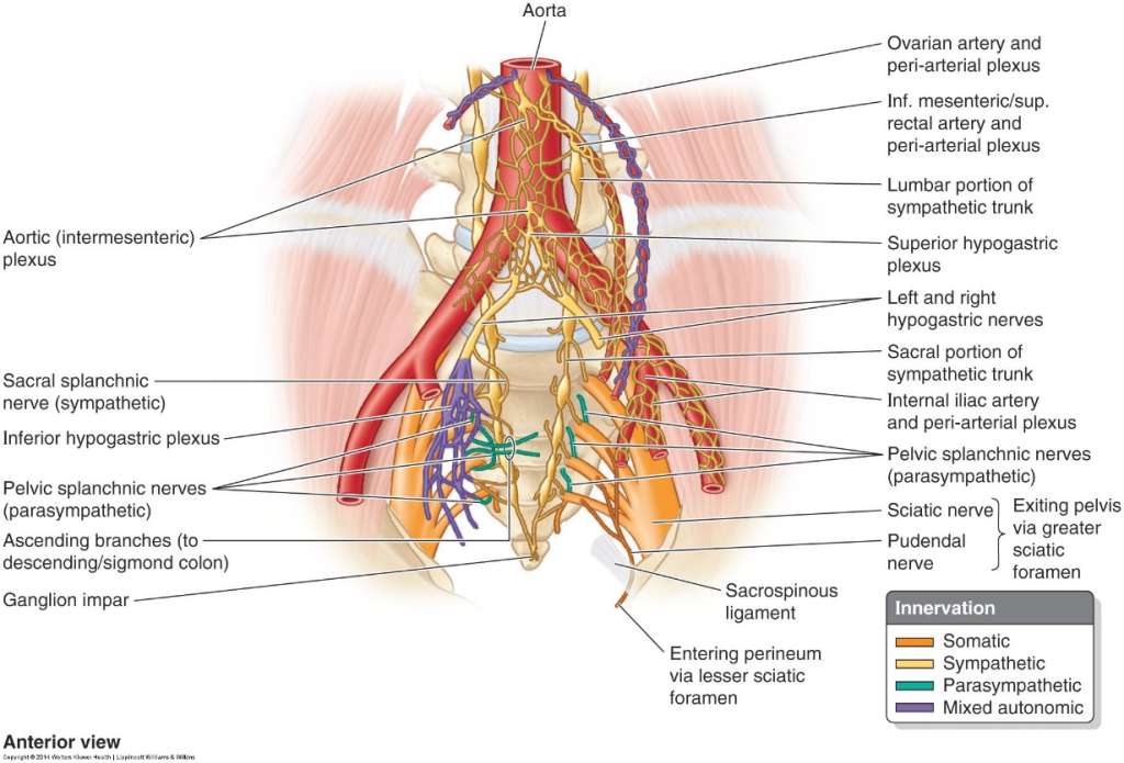 骨盆神经支配