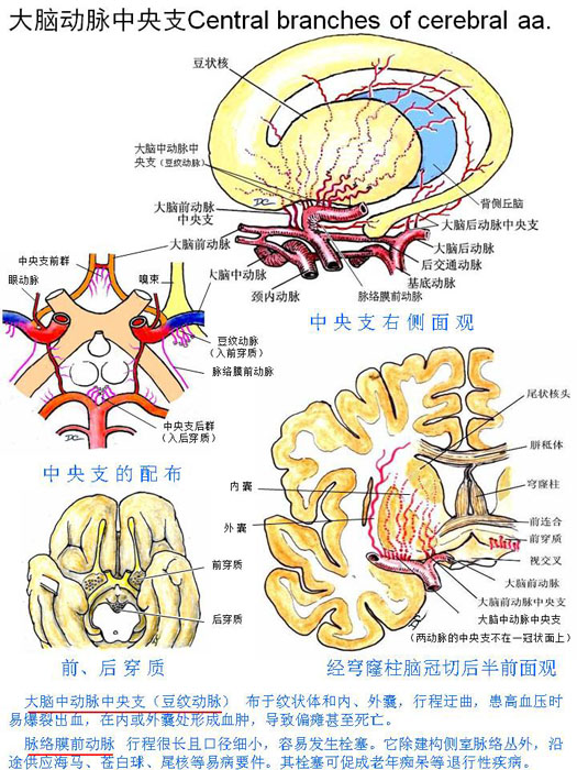 脑膜脑血管-脑动脉中央支