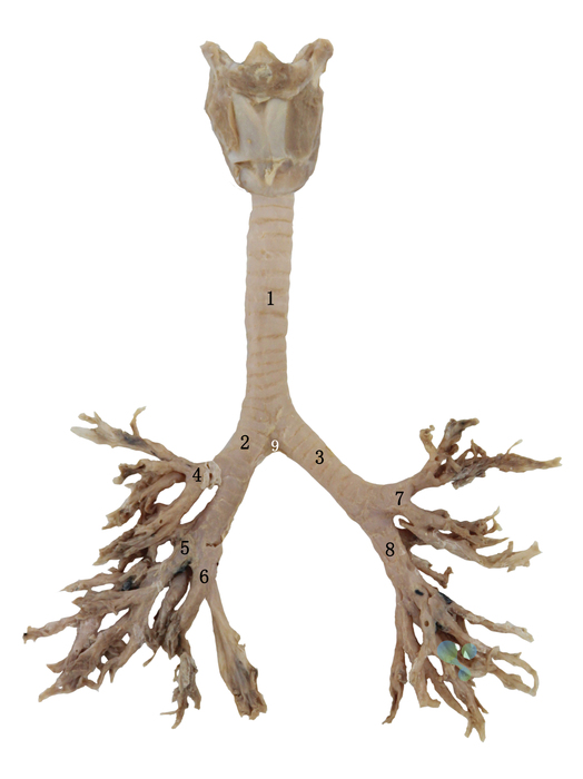 呼吸系统—气管支气管树.jpg