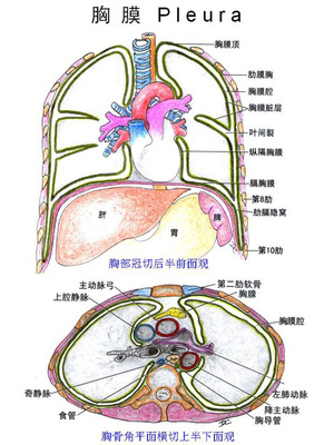 手绘彩图—呼吸系统