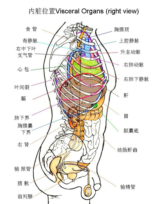 消化系-内脏位置(右).jpg