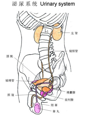 手绘彩图—泌尿系统