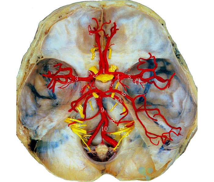 脑和脊髓的被膜、血管及脑脊液循环—颅底动脉和脑神经.jpg