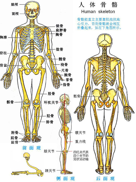 嘉应学院医学院解剖教研室