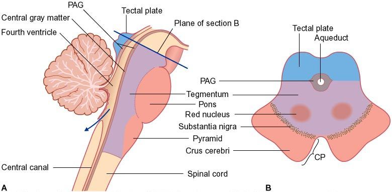 被盖(tegmentum):中脑,脑桥,延髓都有,导水管及腹侧深面部分.