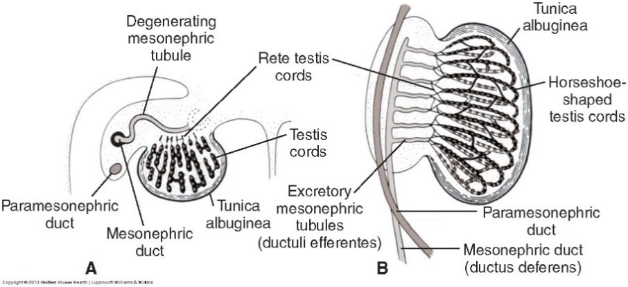 输精管( ductus deferens )→睾丸网( rete testis )→副睾( epidy