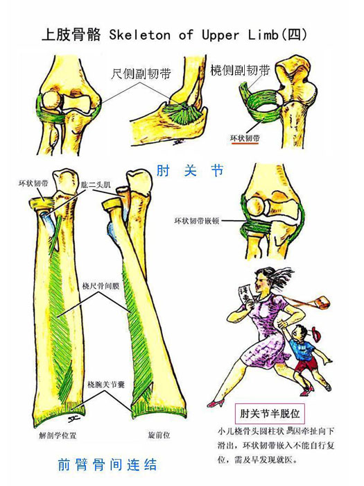 骨 连结-上肢骨(4).jpg