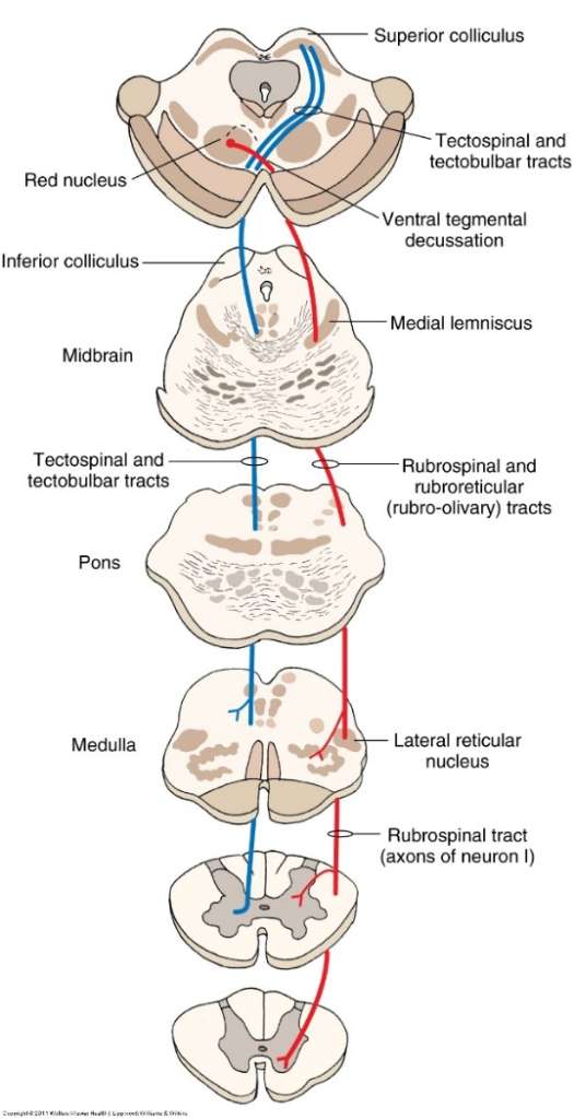 首页 脊髓 在脊髓内,rst紧临于白质外索lcst腹侧,且只低到cervical