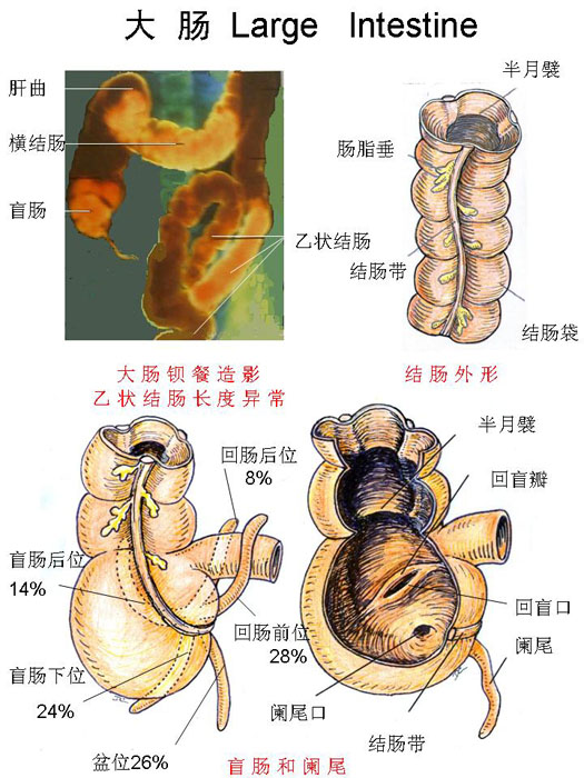 消化系-大肠.jpg