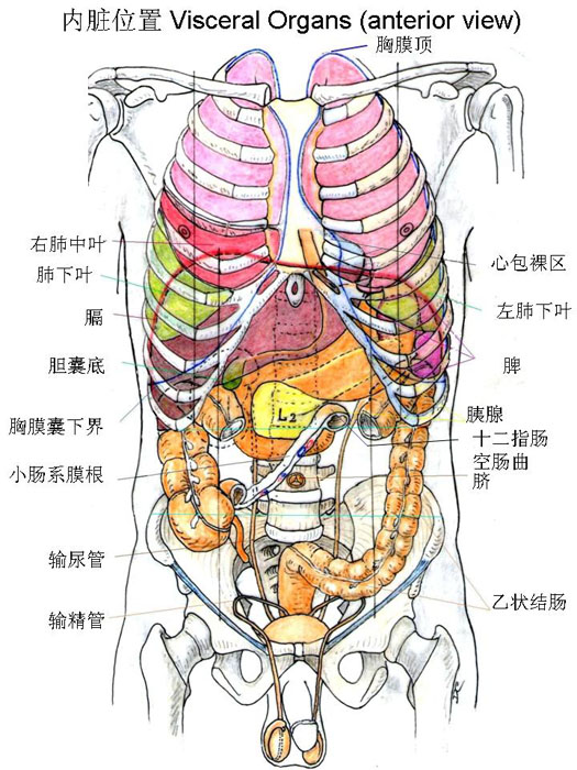 消化系-内脏位置（前)