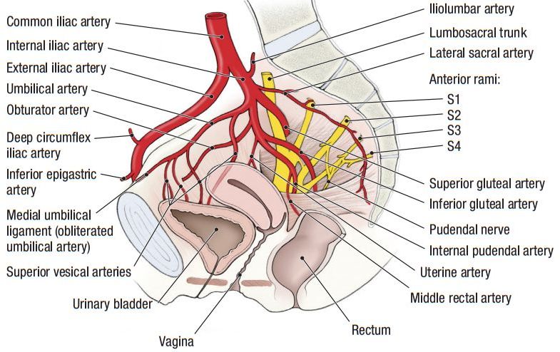 骨盆动脉供应