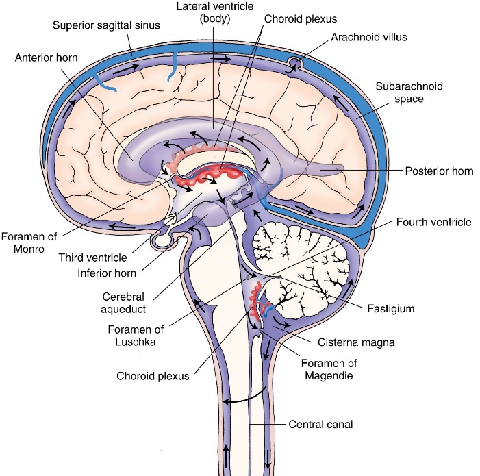 的脉络丛(choroid plexus 所有脑室脉络丛合计制造300ml/day csf,约