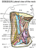 血管-颈侧部结构.jpg