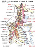 血管-颈胸动脉.jpg