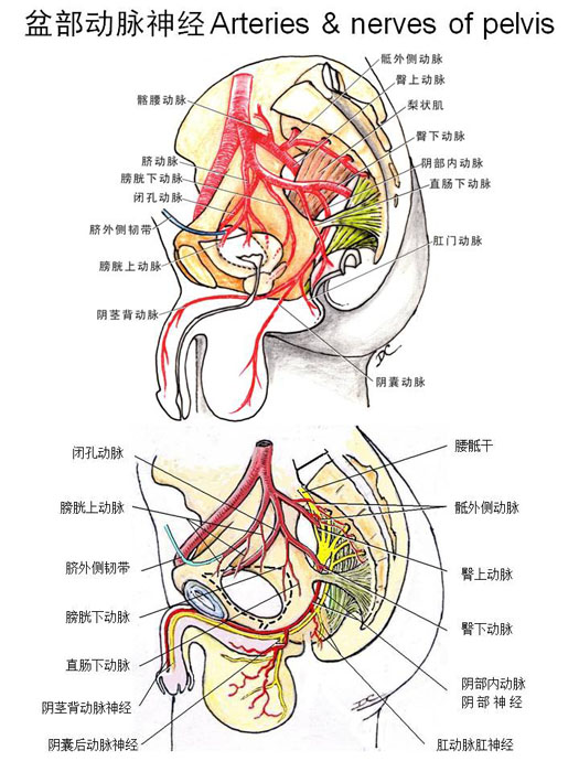 血管-盆部动脉神经.jpg