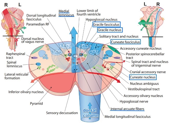 内侧丘系(medial lemniscus) 1.薄束核(gracile n.