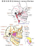 血管-面部动脉神经.jpg