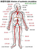 血管-体循环动脉.jpg