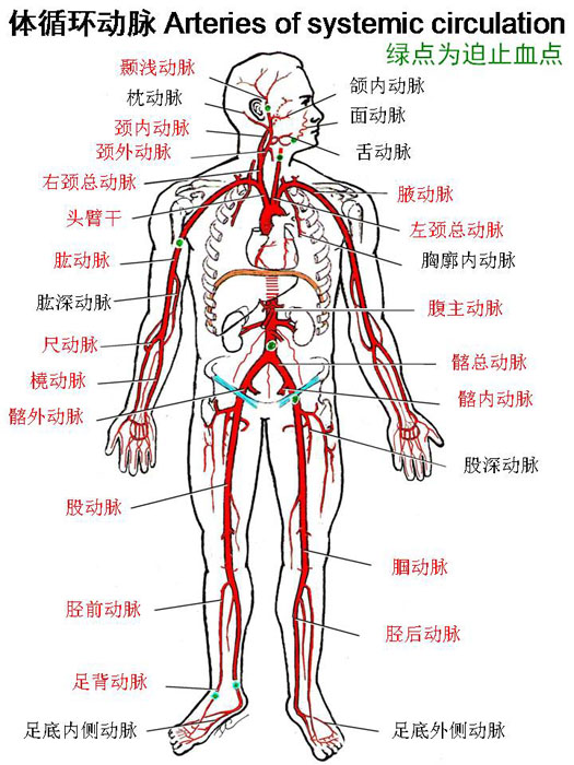 血管-体循环动脉.jpg