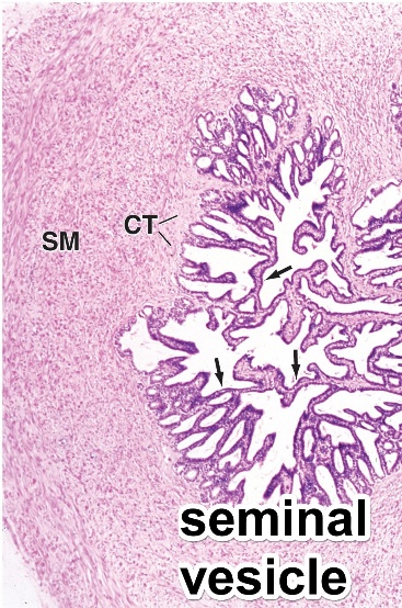 精囊 (seminal vesicle) 囊壁有双层平滑肌(内环,外纵).