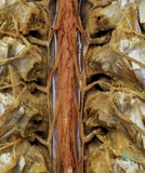脑和脊髓的被膜、血管及脑脊液循环