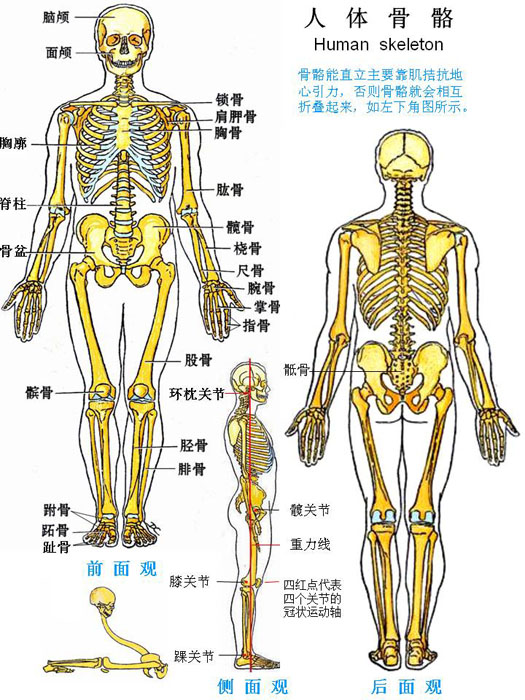 骨 连结-人体骨骼