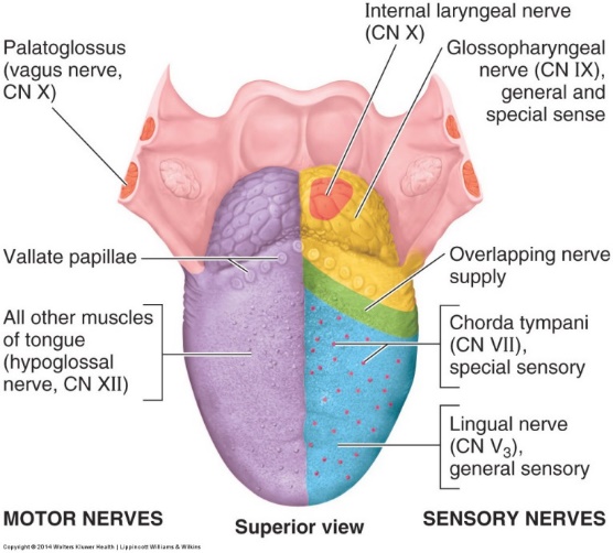 舌神经支配 嘉应学院医学院解剖教研室