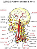 血管-头颈部动脉.jpg