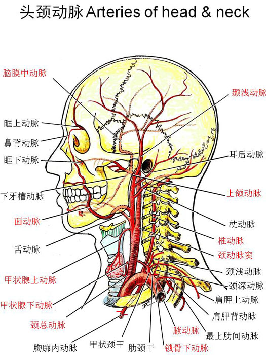 血管-头颈部动脉.jpg