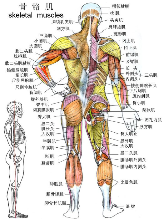 肌-骨骼肌(背面)