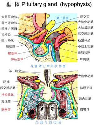 手绘彩图—内分泌系统