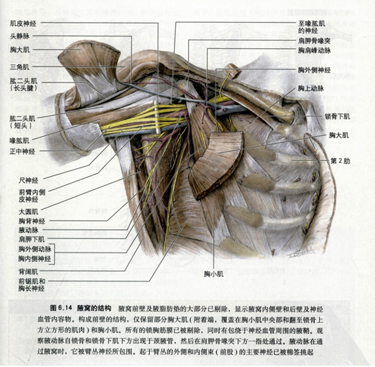 上肢(一 嘉应学院医学院解剖教研室