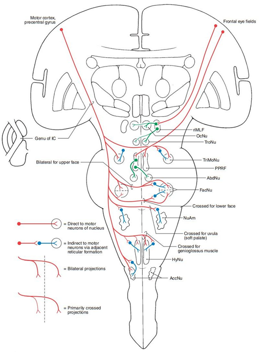 中脑大脑脚(crus cerebri)中间3