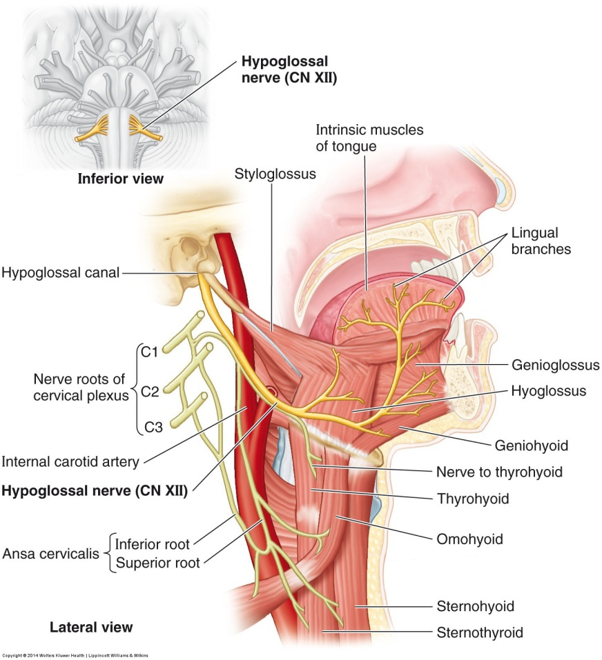 前庭蜗,舌下神经和头部交感副交感神经 - 嘉应学院医学院解剖教研室