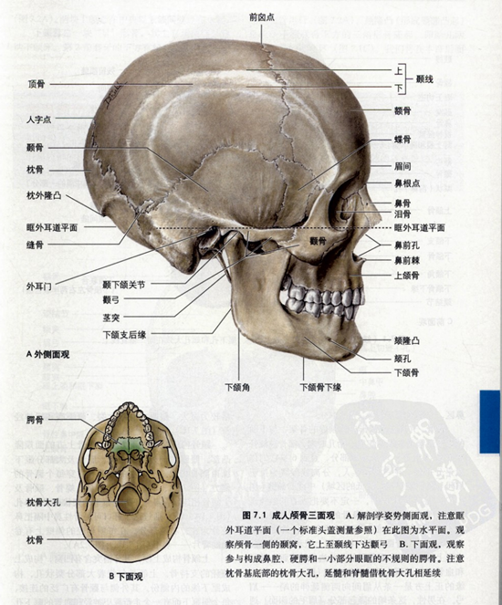 首页 头部(一) 翼点是一个重要的临床标志,因为在其深面的颅盖侧壁内