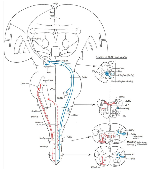 网状结构(reticular formation  rf) (p.309)