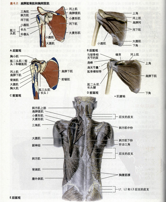 的上水平缘,肩胛骨的内侧缘和斜方肌的下外侧缘之间形成听诊三角(表6