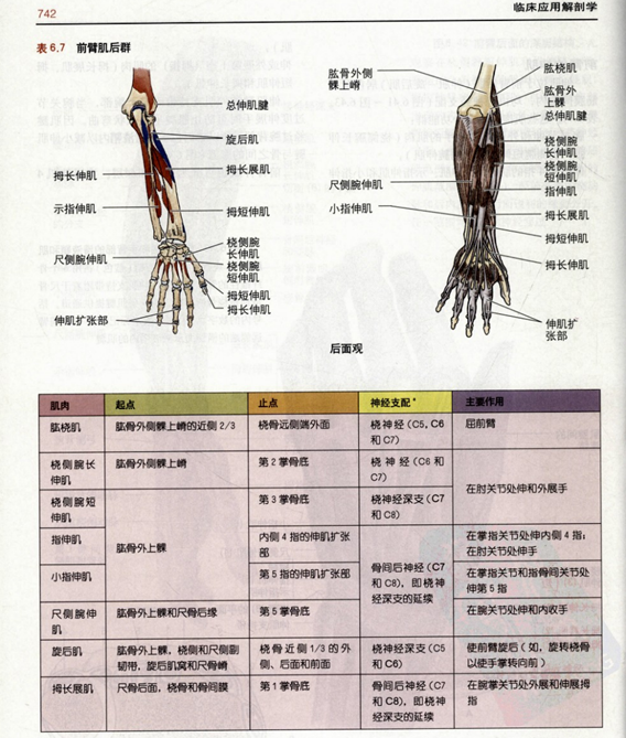 损伤通常由肱骨体骨折所引起,损伤常位于神经分支至腕部伸肌群的近端