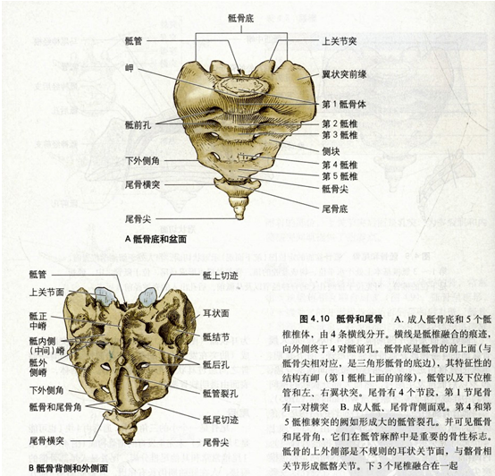 通过骶管内的留置导管注入麻醉剂,留置导管从骶管裂孔插入,注入的麻醉