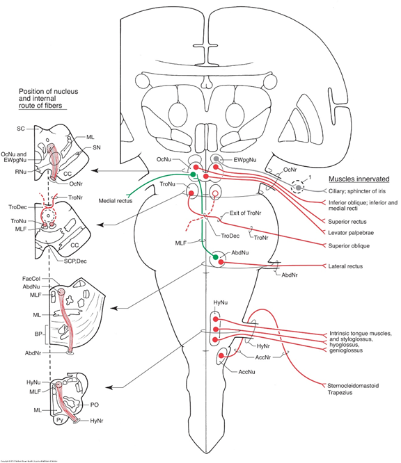 01cn iii oculomotor n.位于中脑上丘高度01cn iv trochlear n.