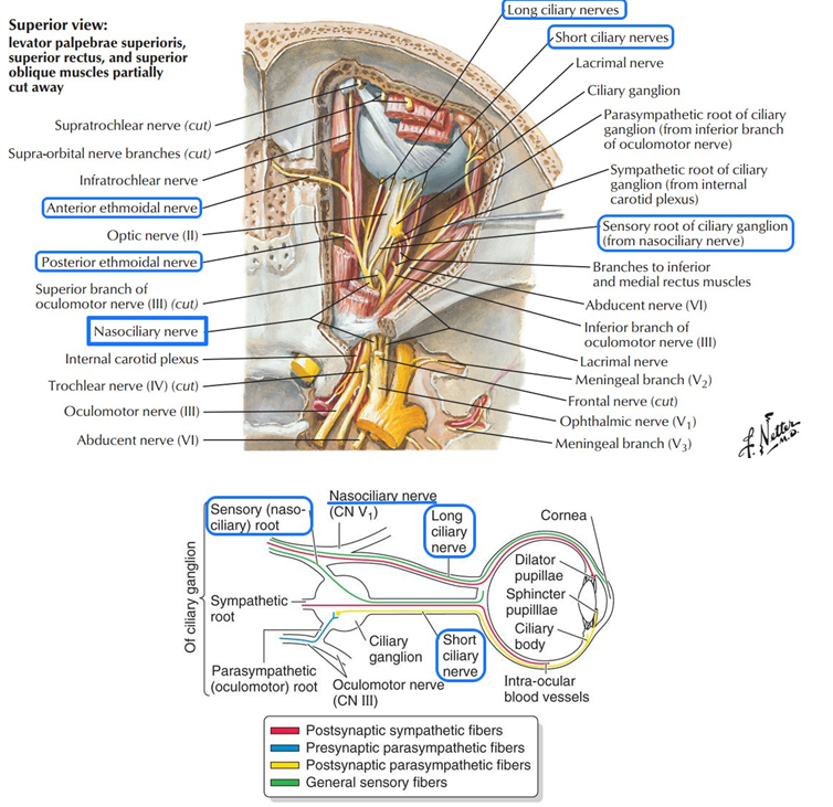 (睫状短神经) ciliary ganglion(睫状神经节) sensoryroot(神经节感觉