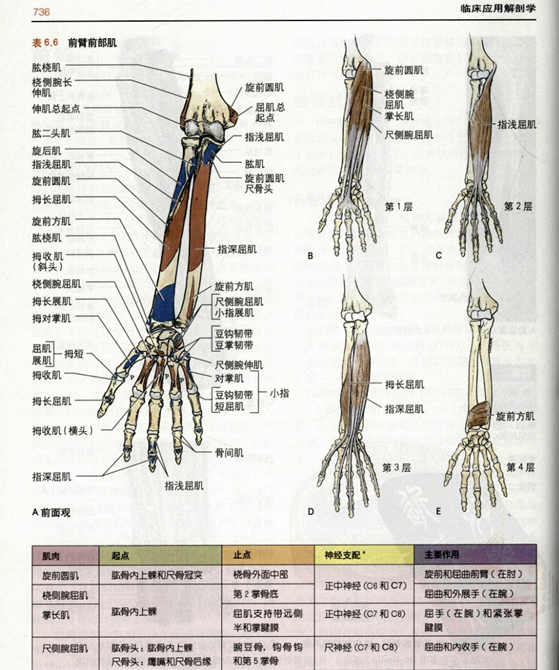 首页 上肢(二) 尺神经在肘管内可能受到压迫,肘管由连接尺侧腕屈肌