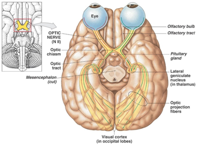 嗅神经视神经