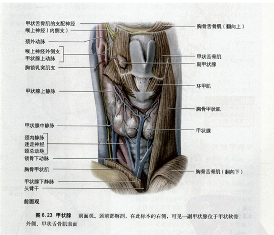 甲状腺锥状叶